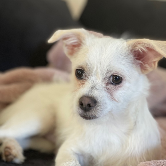 Meet your Posher, Frances - Picture 1 of 1